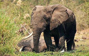 Animals, Grass, Playful, Elephant HD wallpaper