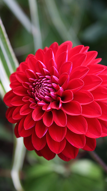 Dahlia, Red Flower HD phone wallpaper