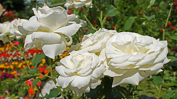 Roses, rose, flowers, flower HD wallpaper