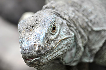 Komodo Island, Grey Komodo dragon, , Pikwizard HD wallpaper