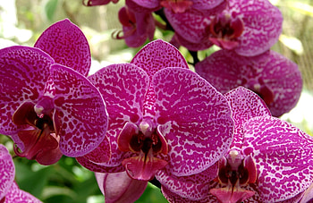 Flowers, Flower, Spotted, Close-Up, Orchid HD wallpaper