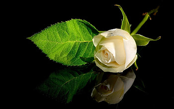 Plants, Flowers, Roses HD wallpaper