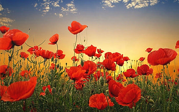 Plants, Flowers, Poppies HD wallpaper