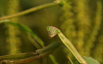 Grass, Macro, Insect, Mantis HD wallpaper
