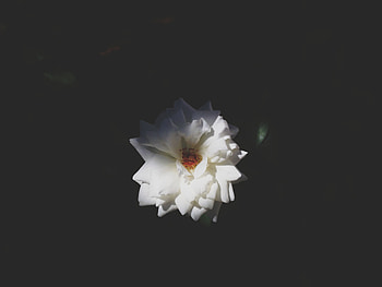 Dark, Rose Flower, Rose, Petals, Bud HD wallpaper