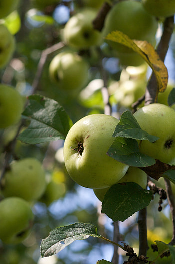 White Transparent, Apple Trees HD phone wallpaper