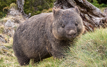 Australian marsupials, Wildlife , High-quality HD wallpaper