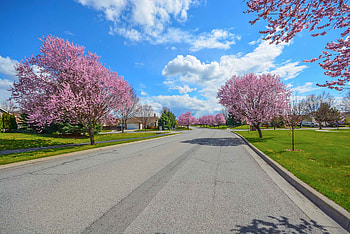 Colorful Street in Spring, Blossoms, Trees, Flowers, Nature, Spring HD wallpaper