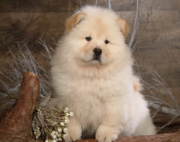 Cute pup, dog, cute, pet, animals HD wallpaper