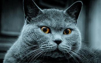 Animals, Cat, Eyes, Color, Surprise, Astonishment HD wallpaper