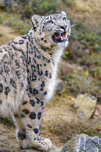 Animals, Snow Leopard, Big Cat, Grey, Animal HD phone wallpaper
