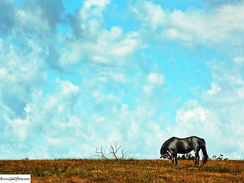 A Day to Give Thanks For, horse, mare, rural, equine, farm, country HD wallpaper