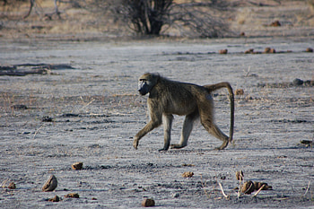 Olive baboon, Yellow chacma, African primate, Wildlife beauty HD wallpaper