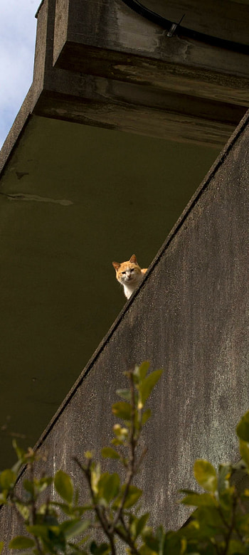 Aoshima, Japan, cat island, Animal, cat HD phone wallpaper