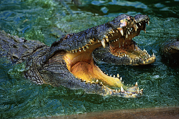 Animals, Water, Grin, Muzzle, Predator, Crocodile HD wallpaper