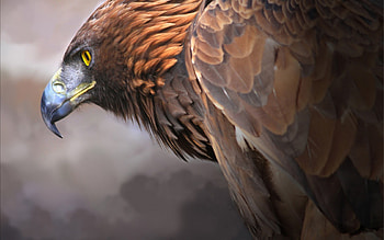 Eagle Digital Art 2, eagle, artist, digital-art, birds HD wallpaper
