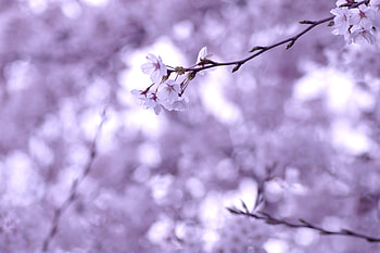 Cherry, Sakura, Macro, Branches, Branch, Twig, Sprig HD wallpaper
