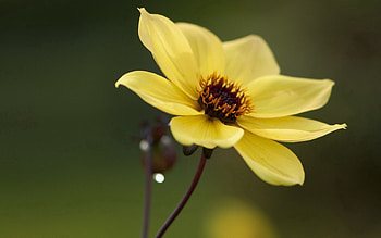 Flowers, Flower, Petals, Close-Up HD wallpaper