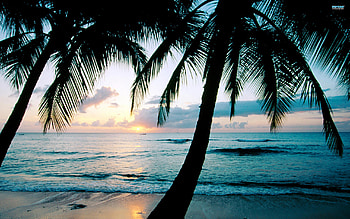 Beach Paradise, waves, palm, trees, paradise, nature, sunset, beach HD wallpaper