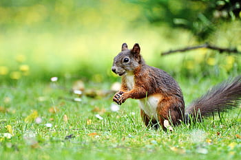 Close-up of a curious European red squirrel standing on grassy meadow in spring. HD wallpaper