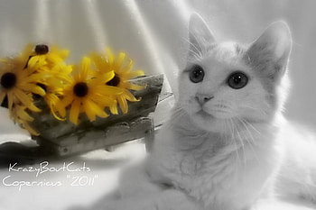 Cute white birtay cat for Patsy, resting, white cat, birtay, cute, yellow flowers HD wallpaper