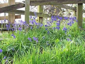Fenced in, nature, flowers HD wallpaper