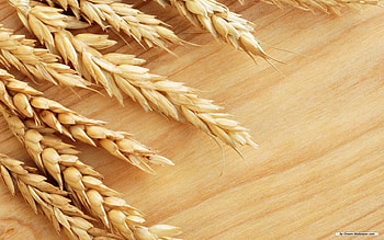 wheat on wood, lol, wood, oak, wheat HD wallpaper