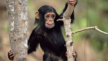 Animals, Branches, Monkey, Climb HD wallpaper