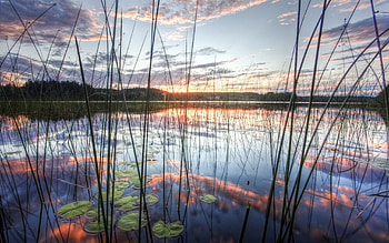 Nature, Water, Sky, Clouds, Water Lilies, Lake, Reflection, Evening, Cane, Stems, Reed HD wallpaper