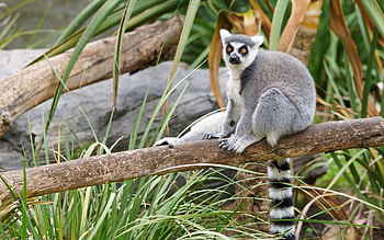 Funny lemur , delight, Comedy gold, Entertainment for all HD wallpaper
