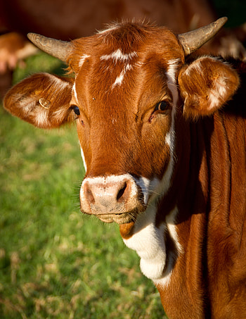Diverse cow , Large collection, , Versatile cow HD phone wallpaper
