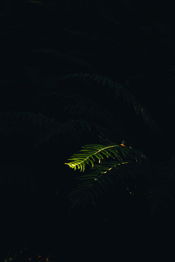 Nature, Plant, Macro, Dark, Shine, Light, Fern, Branch HD phone wallpaper