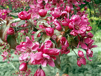 Plants, Flowers HD wallpaper