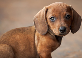 Sweet Puppy, dog, animal, sweet, puppy HD wallpaper