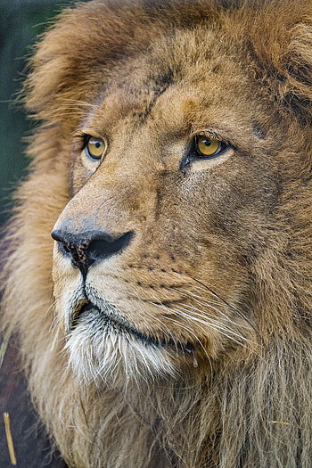Animals, Muzzle, Lion, Predator, Big Cat, Sight, Opinion HD phone wallpaper