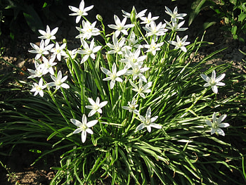Plants, Flowers HD wallpaper