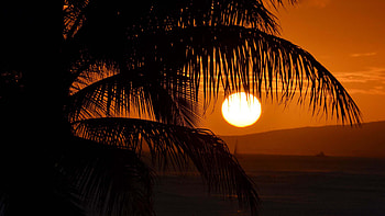 Closeup View Of Palm Trees Branches Moon Sky Background Nature HD wallpaper