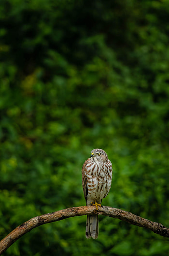 Animals, Bird, Branch, Predator, Hawk HD phone wallpaper