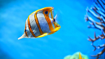 Fish Tag - Sea Underwater Nature Sealife Fish Fishes Ocean Full for 16 HD wallpaper