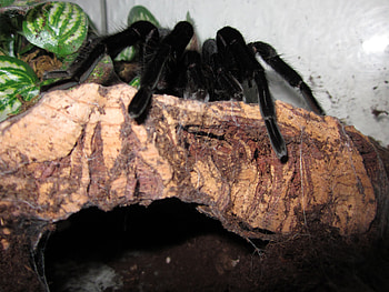 spider, black, big, giant HD wallpaper