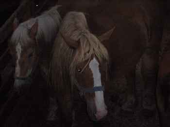 horse, tori, kimme HD wallpaper