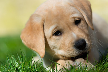 Dog, sweet, animal, dogs, cute, beautiful, puppys, puppy, pretty, animals, lovely HD wallpaper