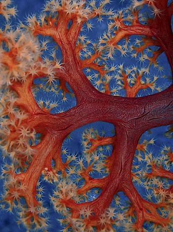 Exquisite coral beauty, Stunning coral reefs, Oceanic elegance, Underwater allure HD phone wallpaper