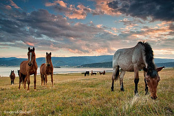 Curios Horses, horses, graphy, animals, bulgaria, clouds, sky, sunset, mountain HD wallpaper