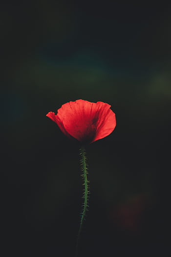 A stunning of a red poppy illuminated against a dark background, showcasing the delicate petals. HD phone wallpaper