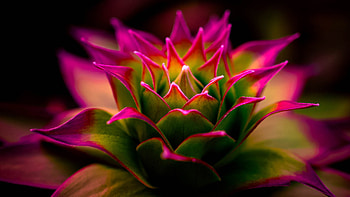 Flowers, pink edges, close up HD wallpaper
