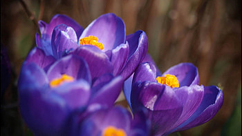 Flowers, Macro, Petals, Bud HD wallpaper