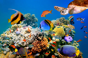 ultra , Coral reef , Breathtaking backdrop, Marine life HD wallpaper