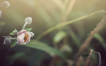 Flowers graphy, flowers HD wallpaper