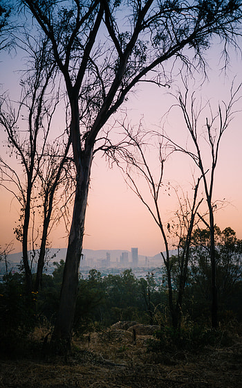 Nature, Trees, Dawn, City, Mexico HD phone wallpaper